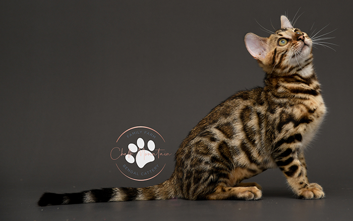 Bengal kitten for sale